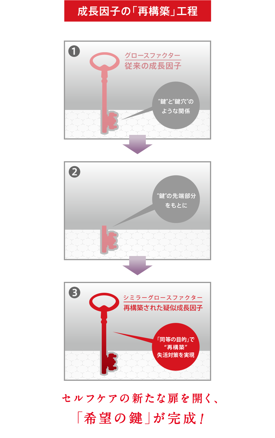 成長因子の「再構築」工程 1. グロースファクター 従来の成長因子 2. 鍵 の先端部分をもとに 3. シミラーグロースファクター 再構築された成長因子 「同等の目的」で再構築 セルフケアの新たな扉を開く、「希望の鍵」が完成！