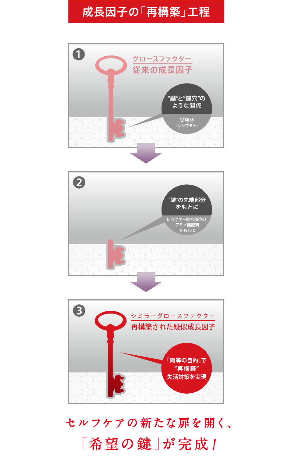 成長因子の「再構築」工程 1. グロースファクター 従来の成長因子 2. 鍵 の先端部分をもとに 3. シミラーグロースファクター 再構築された成長因子 「同等の目的」で再構築 セルフケアの新たな扉を開く、「希望の鍵」が完成！