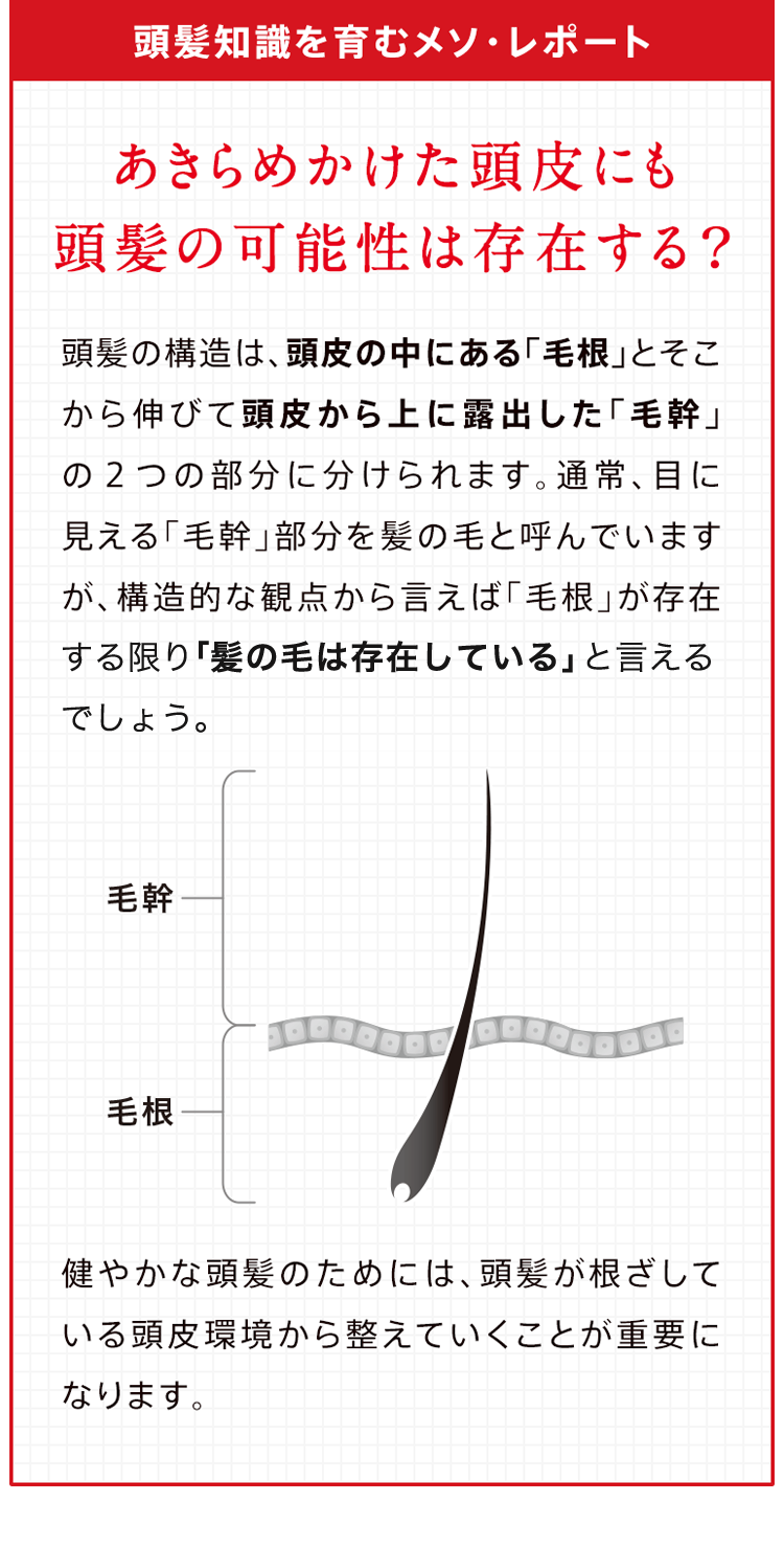 頭髪研究を育むメソ・レポート
