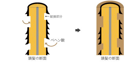 ステップ2 [毛髪] コーティングする