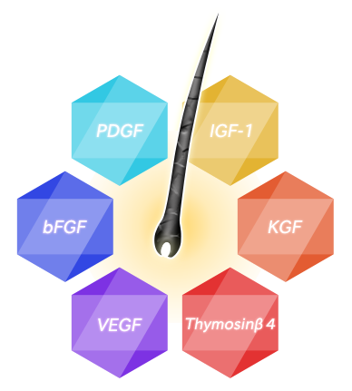 スカルプケア最前線におけるキーワード“成長因子”